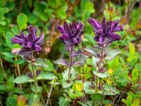 Alpenhelm Blütenreihe